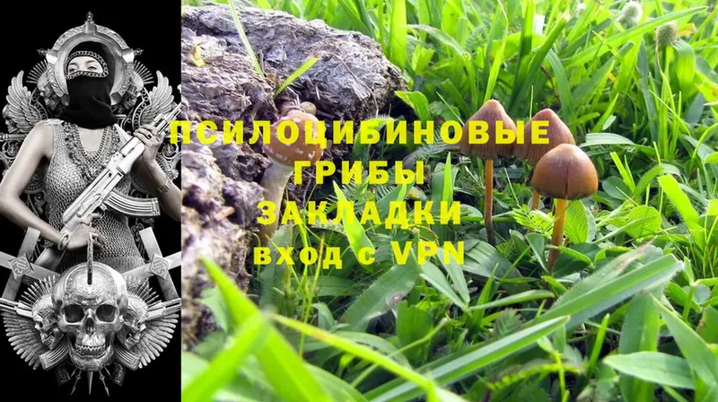 Галлюциногенные грибы Psilocybine cubensis  хочу наркоту  Карачев 